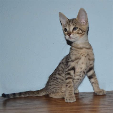 To learn more about our Savannah cats, call Karla White at (517) 755-9550. . Savannah cat adoption ohio